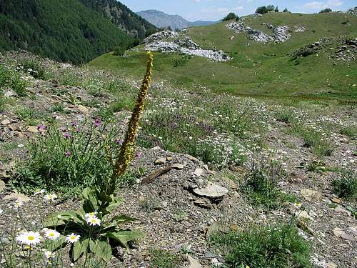 Interesting plants under Popadija