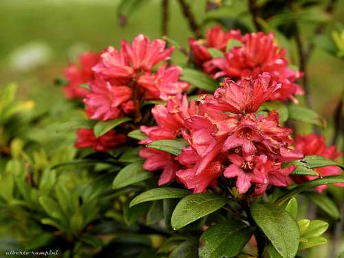 Rhododendron along the approach to Clocher de Planpraz - Aiguilles Rouges