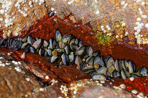 Mussells and Snails