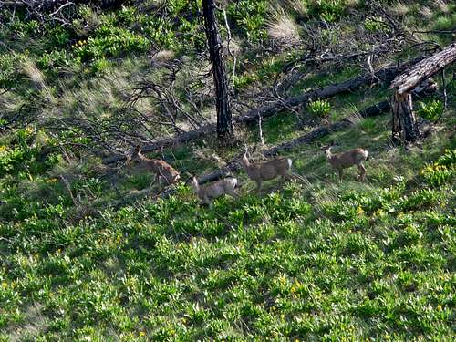 A Family of Deer