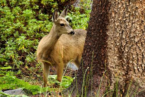 Deer in Le Conte Canyon
