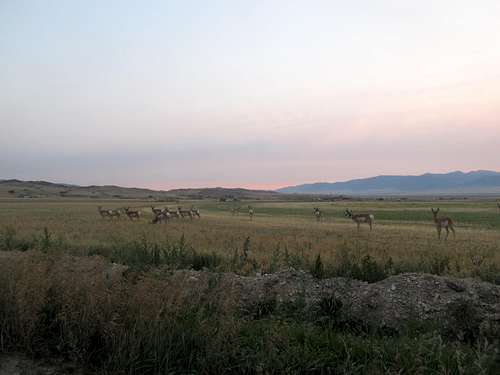 early AM pronghorns