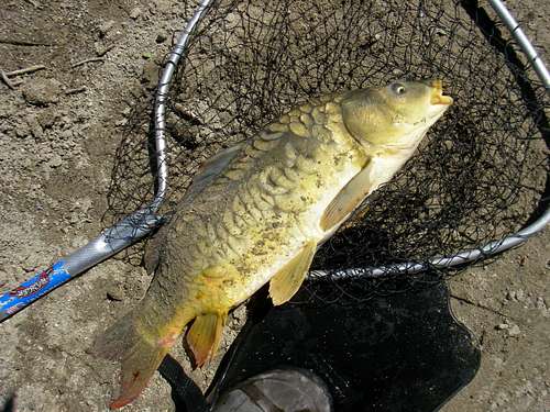 Mirror Carp