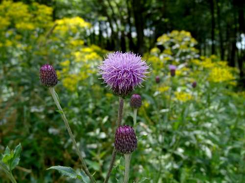 Thistle in Malá Úpa