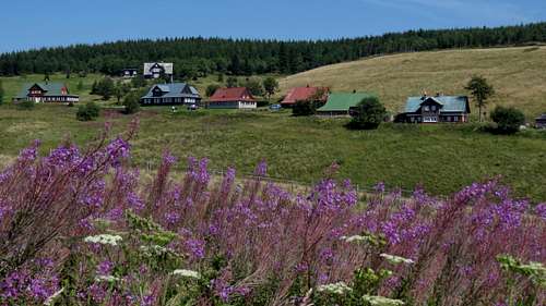 Fireweed and upper Malá Úpa 