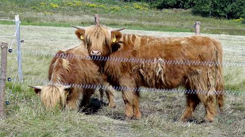 Malá Úpa highland cattle