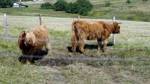 Malá Úpa highland cattle