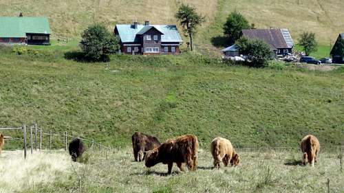 Malá Úpa highland cattle