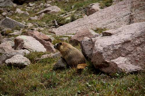 Fat Marmot