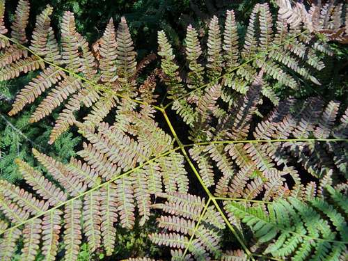 Fern leaves turning slightly brown in the early Beskidian indian summer (Stecówka Pietroszonka)