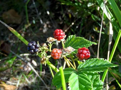 Blackberries (Stecówka Pietroszonka)