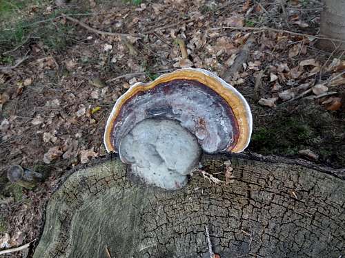 Rotten wood mushroom