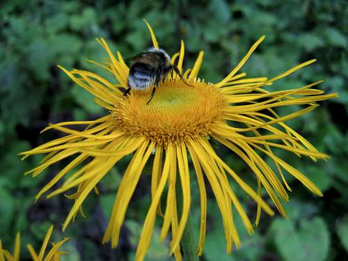 Ox-eye daisy with bumblebee