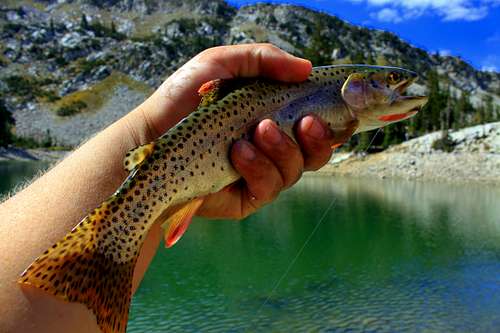 Red Pine Lake Cutthroat Trout
