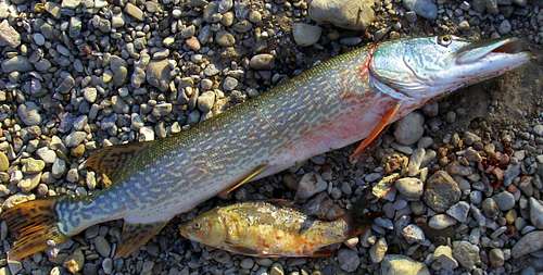 Northern Pike and it's meal