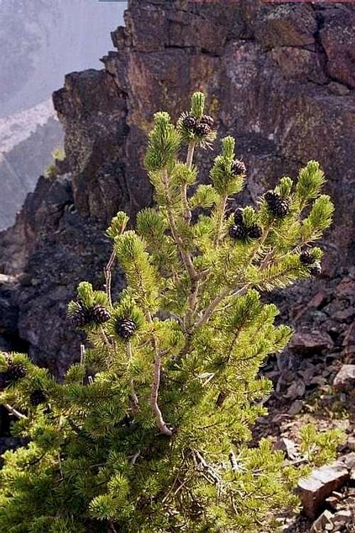 Whitebark pine is the common...