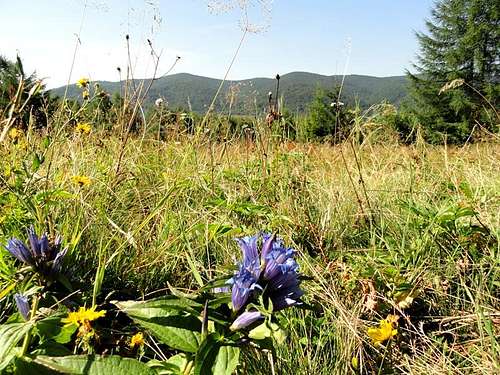 View from the blue trail Wolosate – Tarnica. 