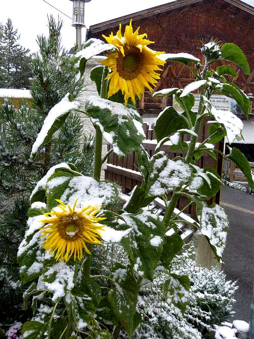 Sunflowers in the snow
