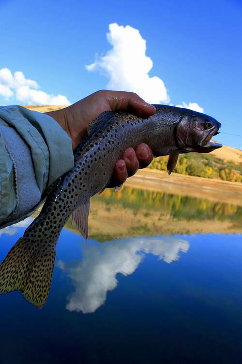 Cutthroat Trout