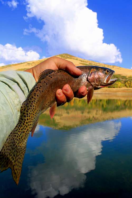 Cutthroat Trout