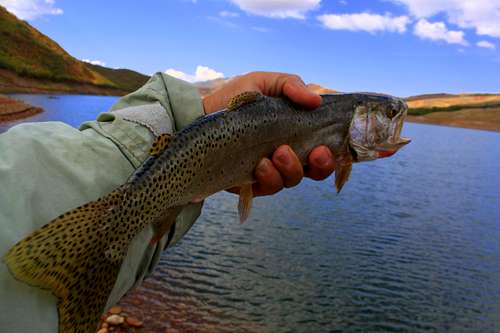 Cutthroat Trout