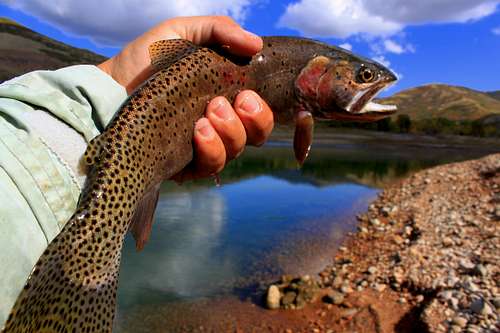 Cutthroat Trout