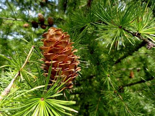 Pine Cones of European Larch Tree