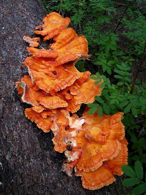 Orange Tree Fungus