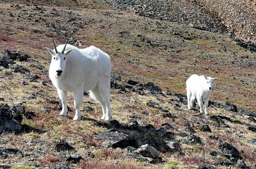 Mountain goat and kid