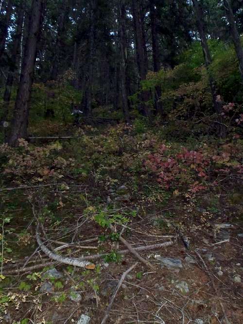 SW Ridge - Steep Forest