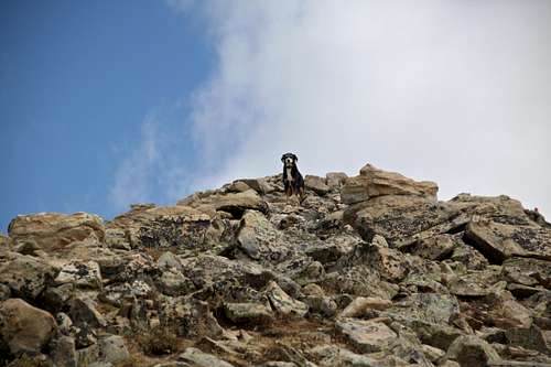 Duchess on the short summit ridge