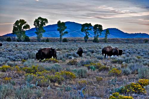 Buffalos near Kelly, Wyoming 