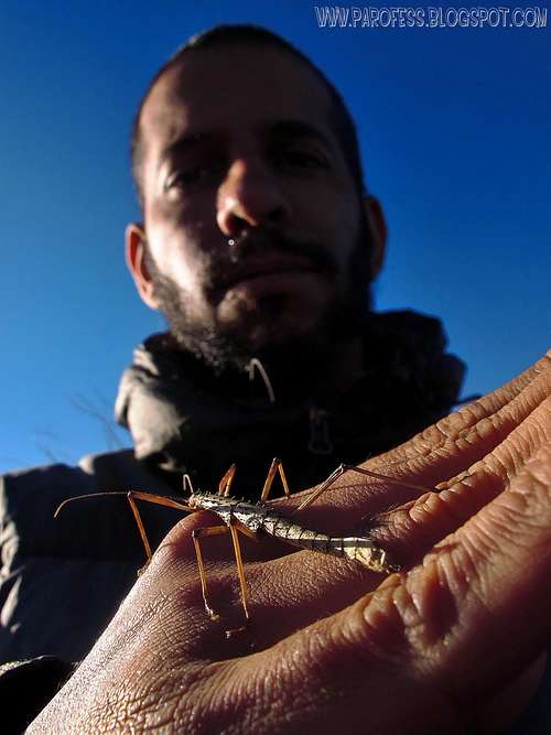 Walking Stick insect on my hand