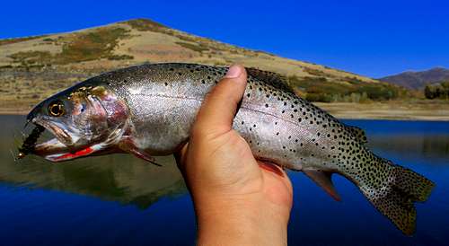 Cutthroat Trout