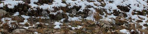 Count the White-tailed ptarmigans!