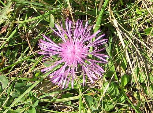 Centaurea - Flockenblume