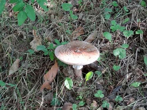 Mushroom (?)