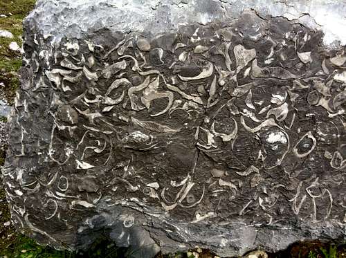 A limestone rock full of megalodus fossils