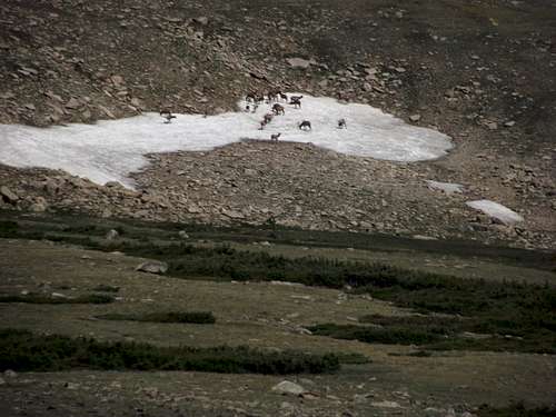 Elk Romp on Snow Patch
