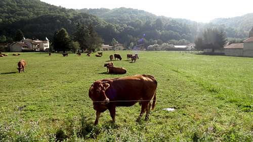 Cows near Seix
