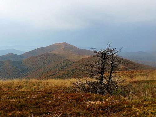 Dead tree