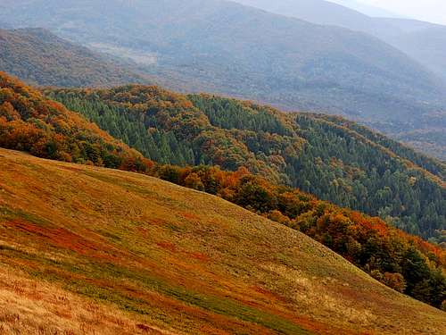 Beech forest