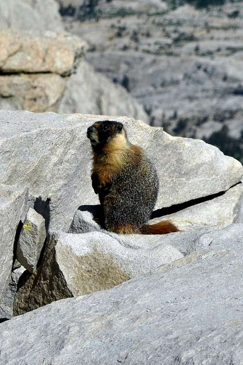 Marmot atop the highest mountain in the lower 48
