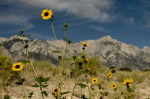 Yellow flowers and the Sierra Nevada Mtns. 