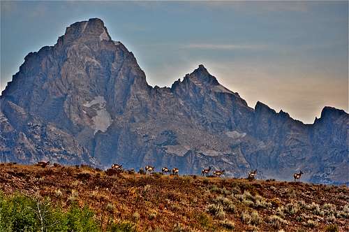 Herd of Pronghorns and the Tetons