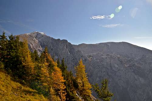 Hoher Göll, Hohes Brett and larch trees