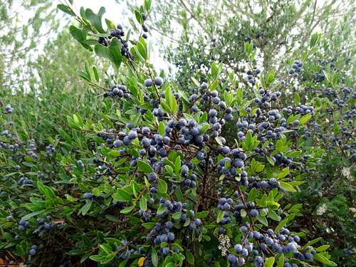 Some mediterranean plant with berries (shame on me !)