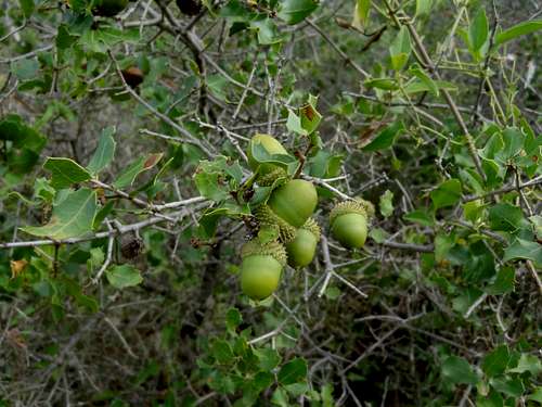  Holm Oak (Quercus ilex) 