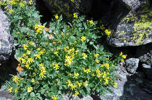 Yellow flowers on the Ute Trail