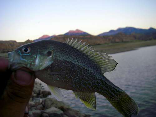 Green Sunfish and the La Sals